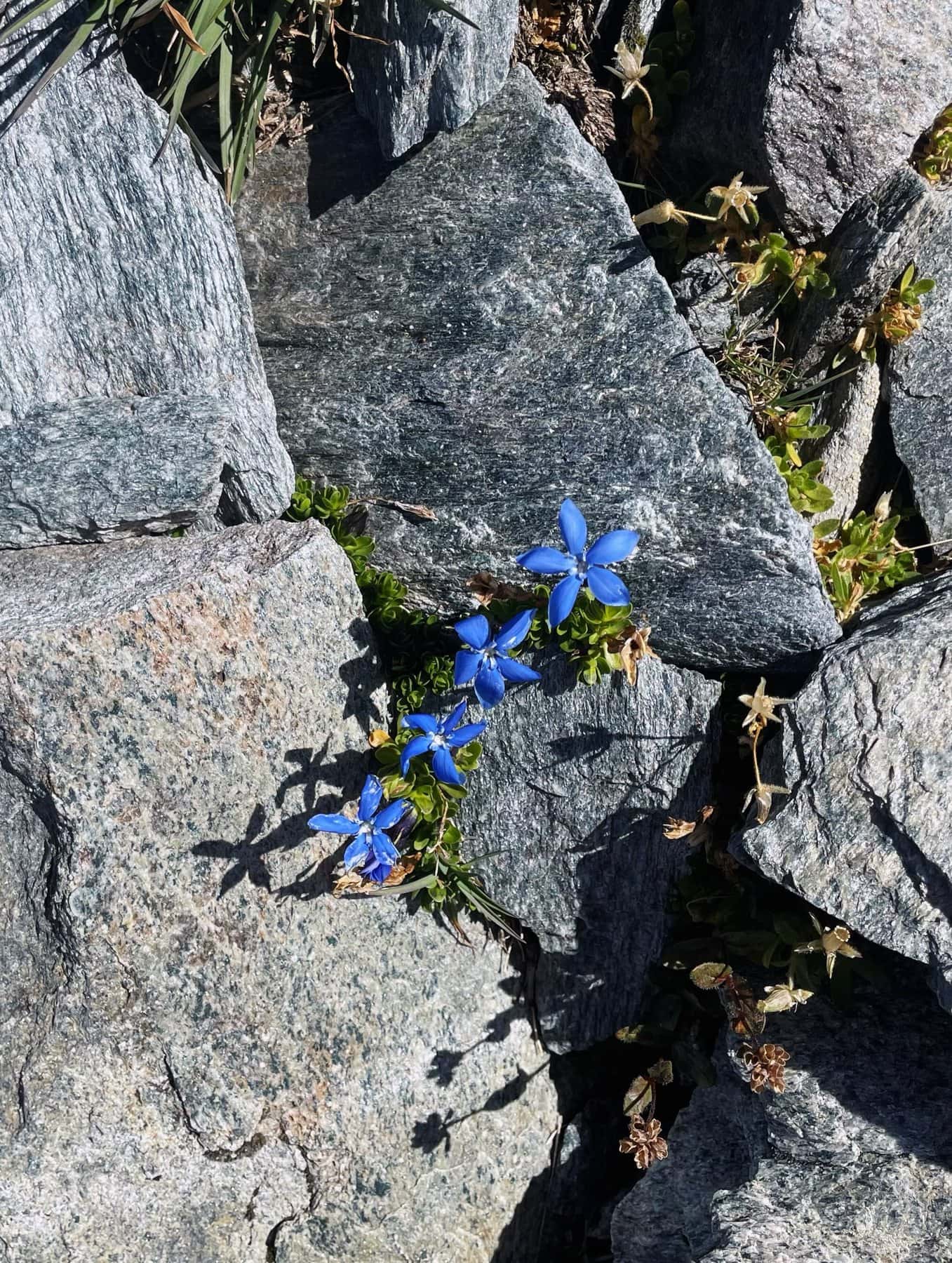 Gentiane bleue entre les rochers