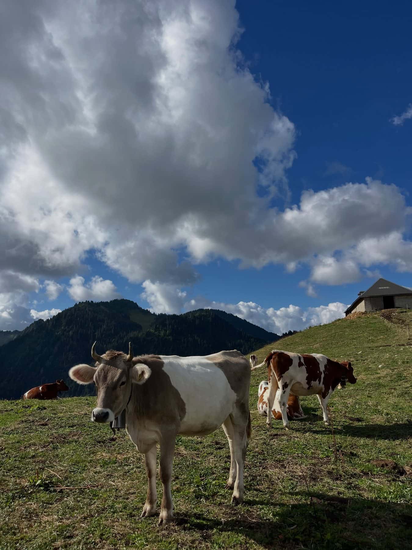 Vaches dans un pâturage d'altitude